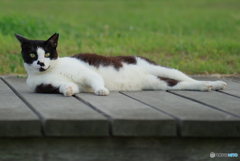 ねこ　その７４７