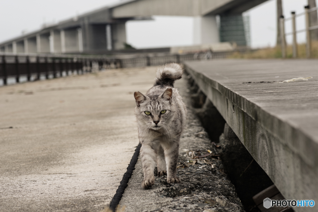 ねこ　その７０５