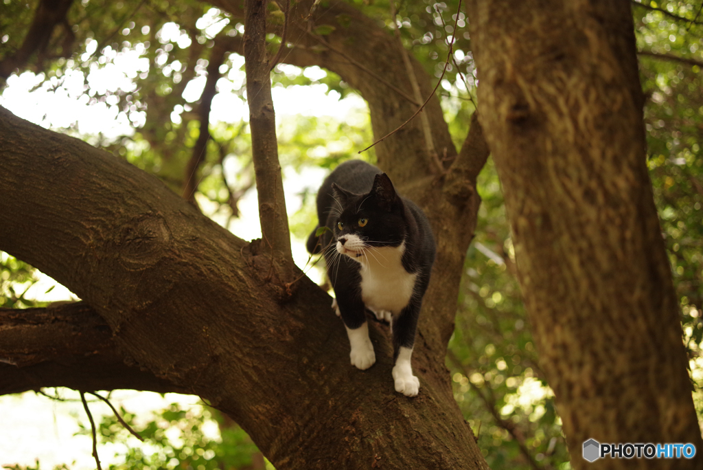 ねこ　その３２４