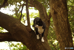 ねこ　その３２４