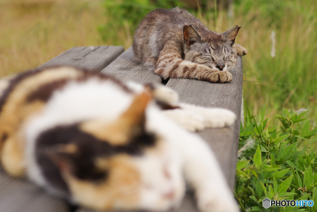 ねこ　その６６９
