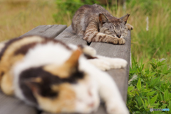 ねこ　その６６９