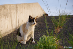 ねこ　その６１１