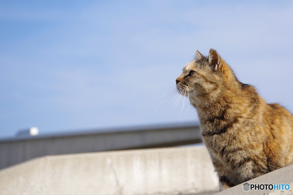 ねこ　その６０９