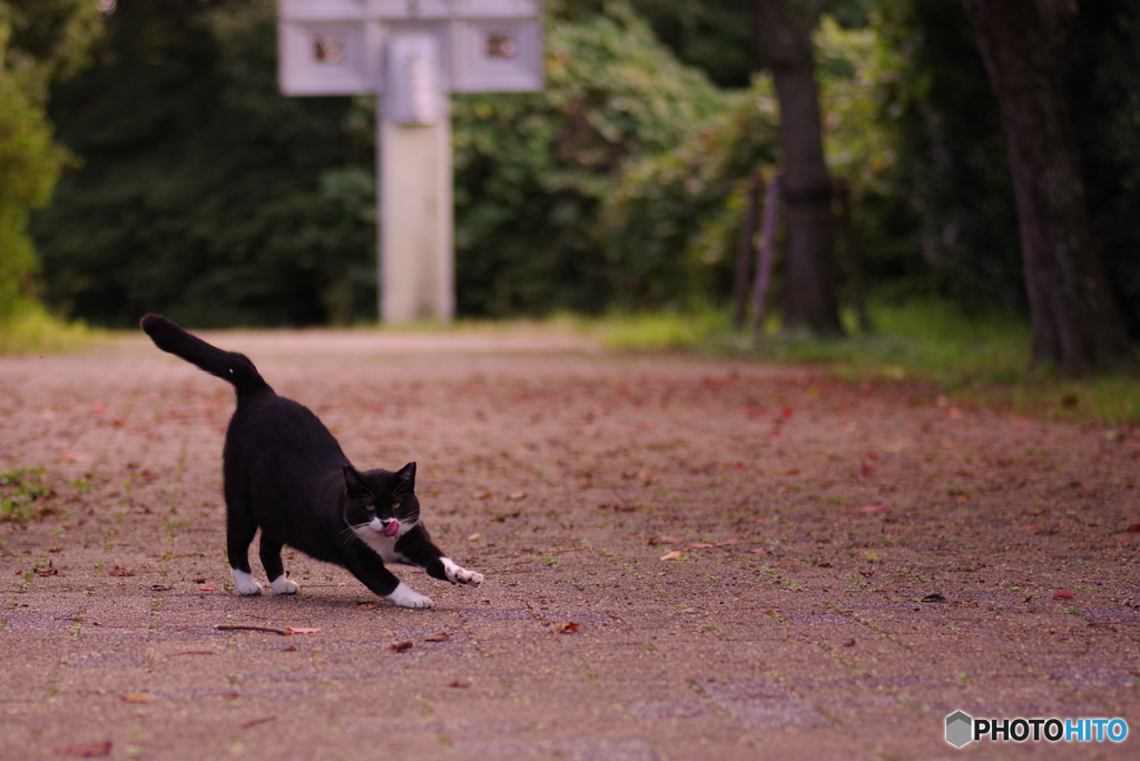 ねこ　その３０５
