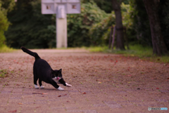 ねこ　その３０５