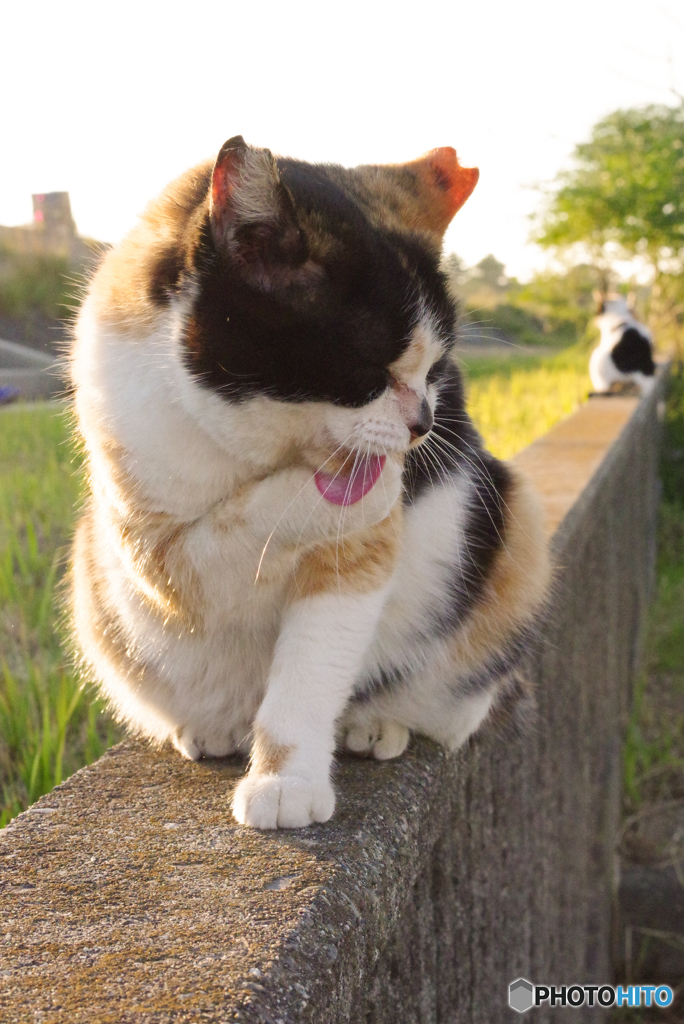 ねこ　その９６５