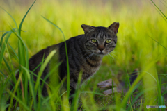 ねこ　その７６１