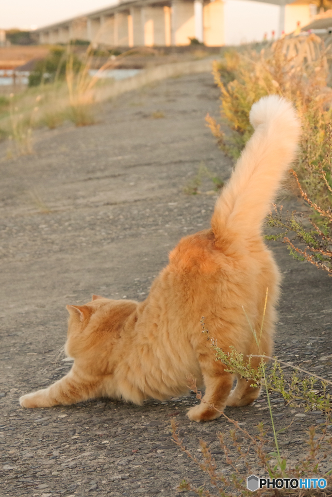 ねこ　その８５６