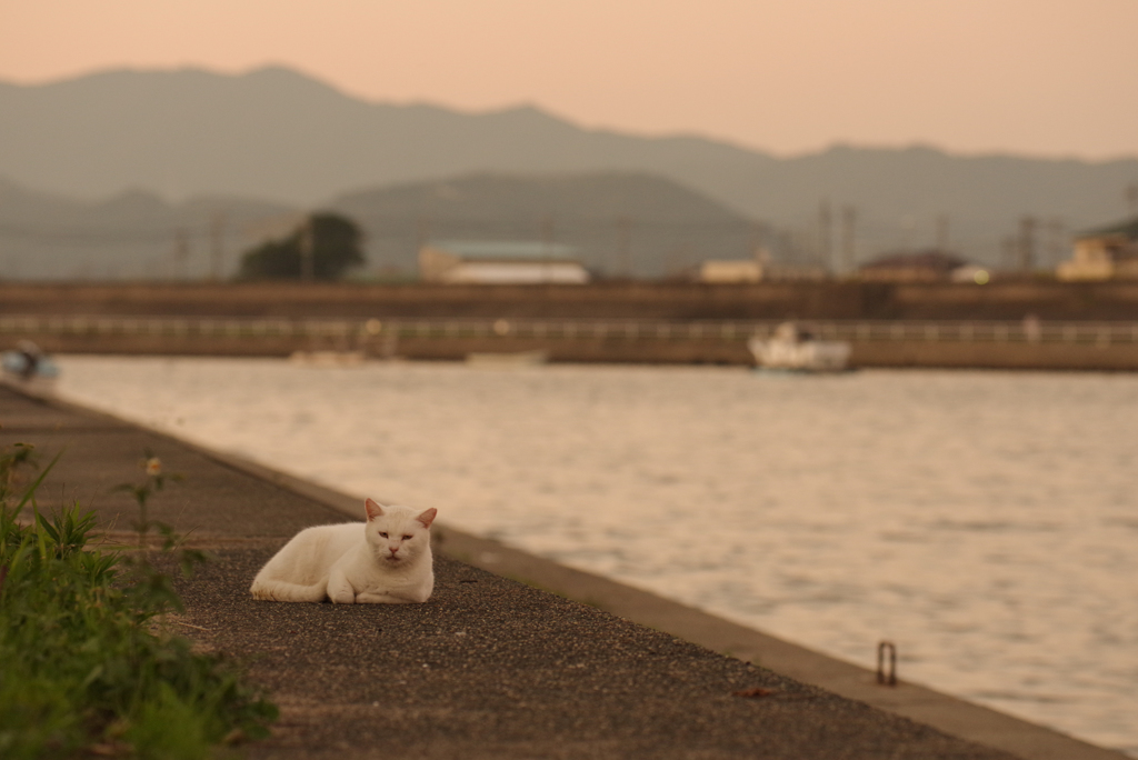ねこ　その８７６