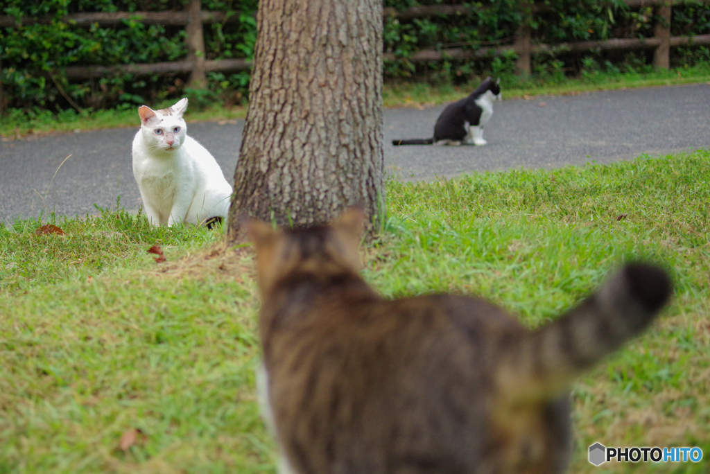 ねこ　その２８０