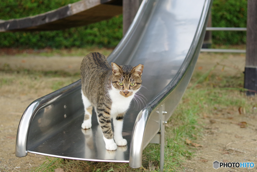 ねこ　その３０２