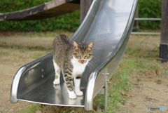ねこ　その３０２