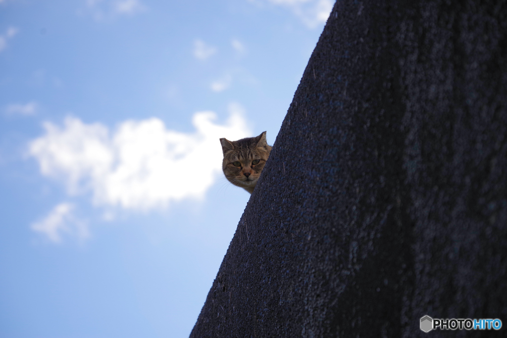 ねこ　その４４５
