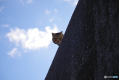 ねこ　その４４５