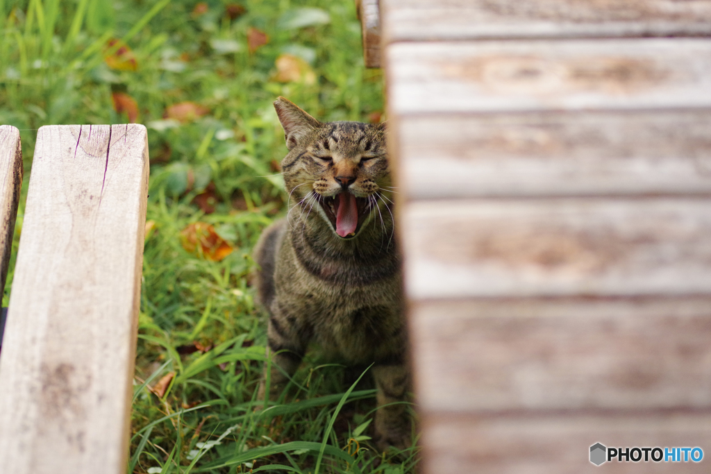 ねこ　その１８０