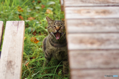 ねこ　その１８０