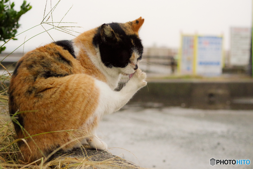 ねこ　その１０１２