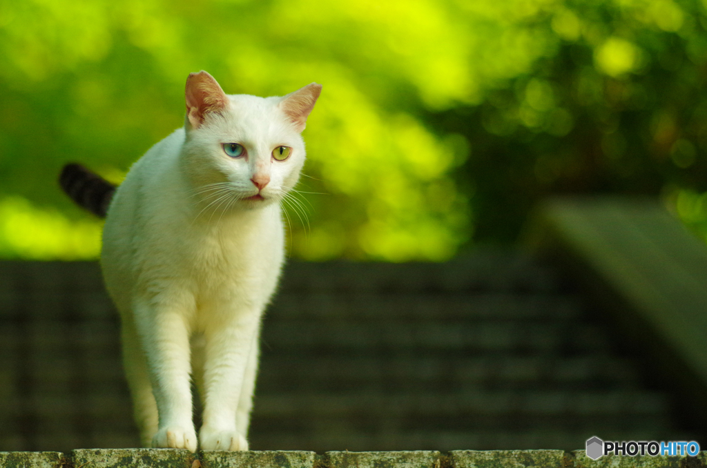 ねこ　その１３５