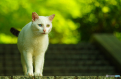 ねこ　その１３５