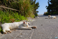 ねこ　その５９９