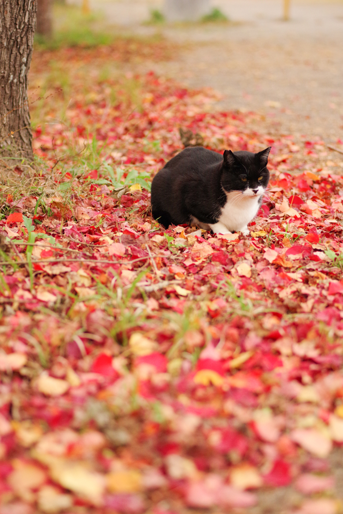 ねこ　その３３７