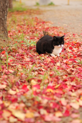 ねこ　その３３７