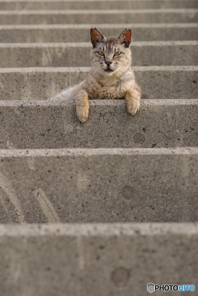 ねこ　その６８８