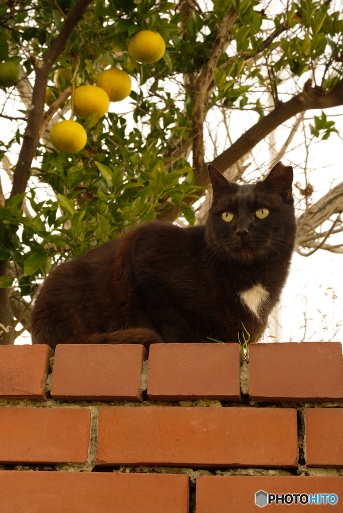 ねこ　その１０３７