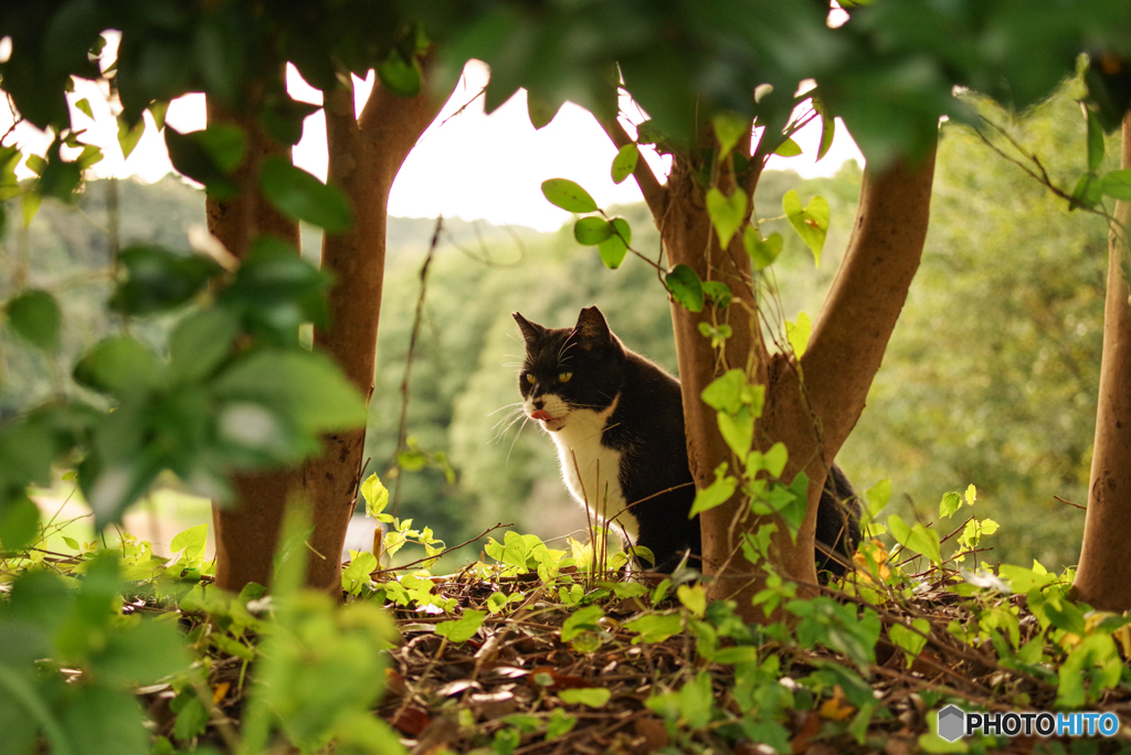 ねこ　その３０４