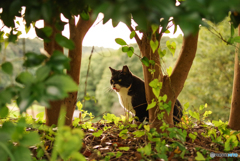 ねこ　その３０４