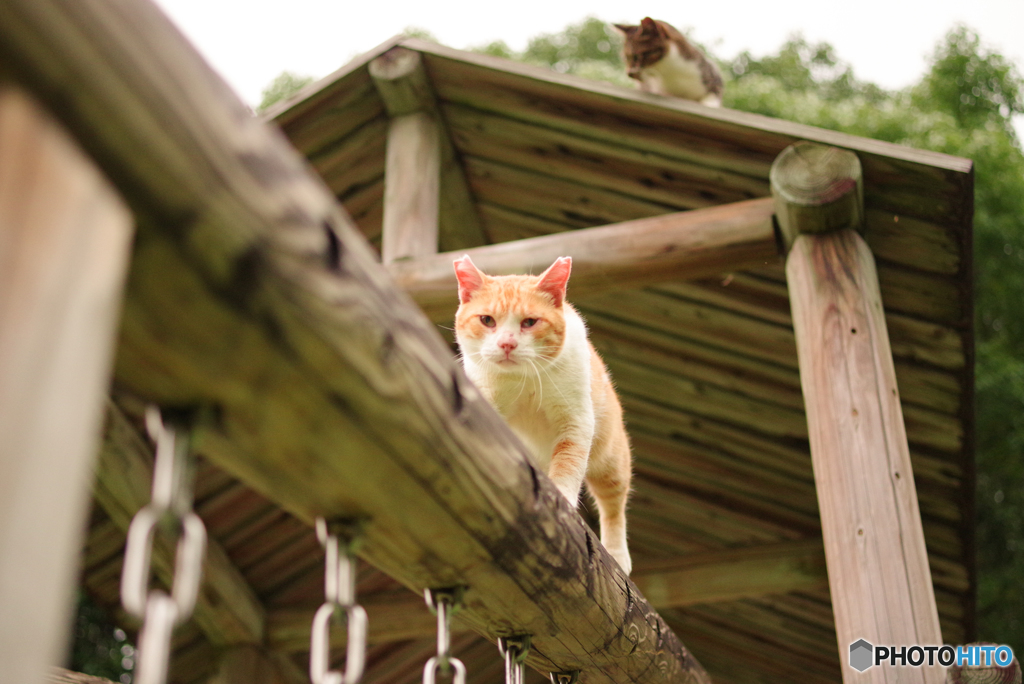 ねこ　その２４１