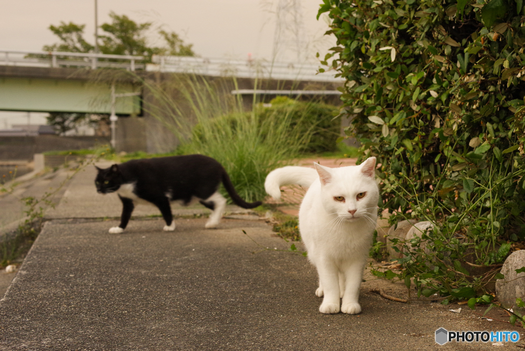 ねこ　その９３０