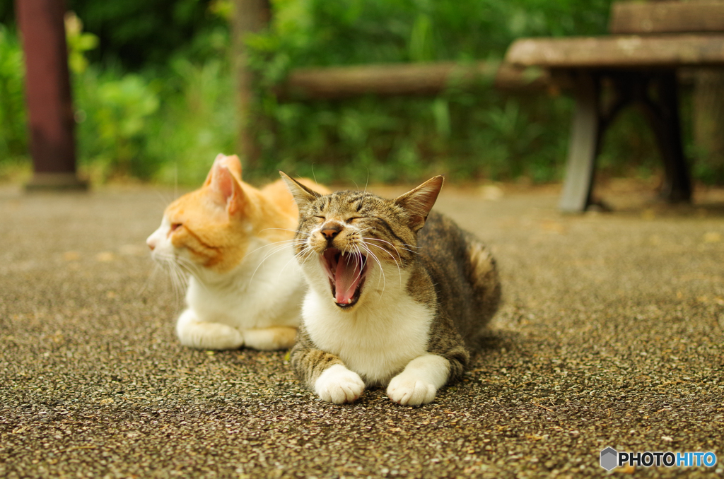ねこ　その１４８