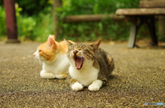 ねこ　その１４８
