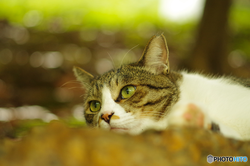 ねこ　その２２６