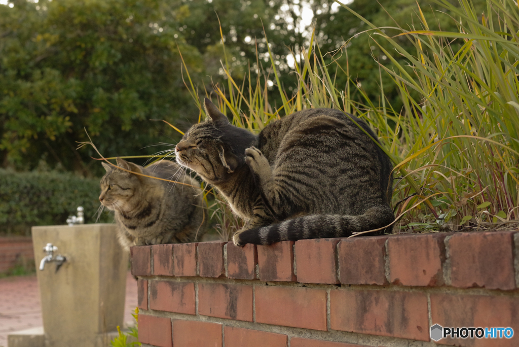 ねこ　その１０２８