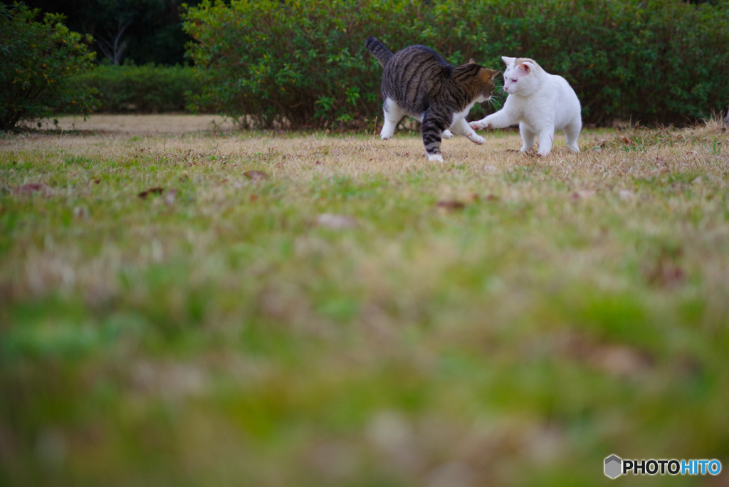 ねこ　その４６１