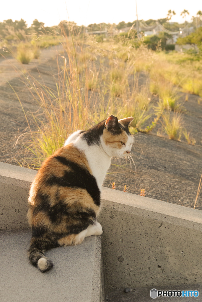 ねこ　その８５４