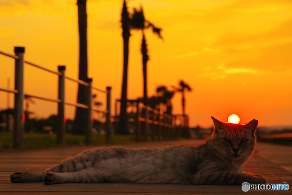 ねこ　その７５９