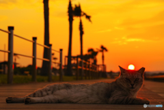 ねこ　その７５９