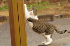 JUST LOOKING