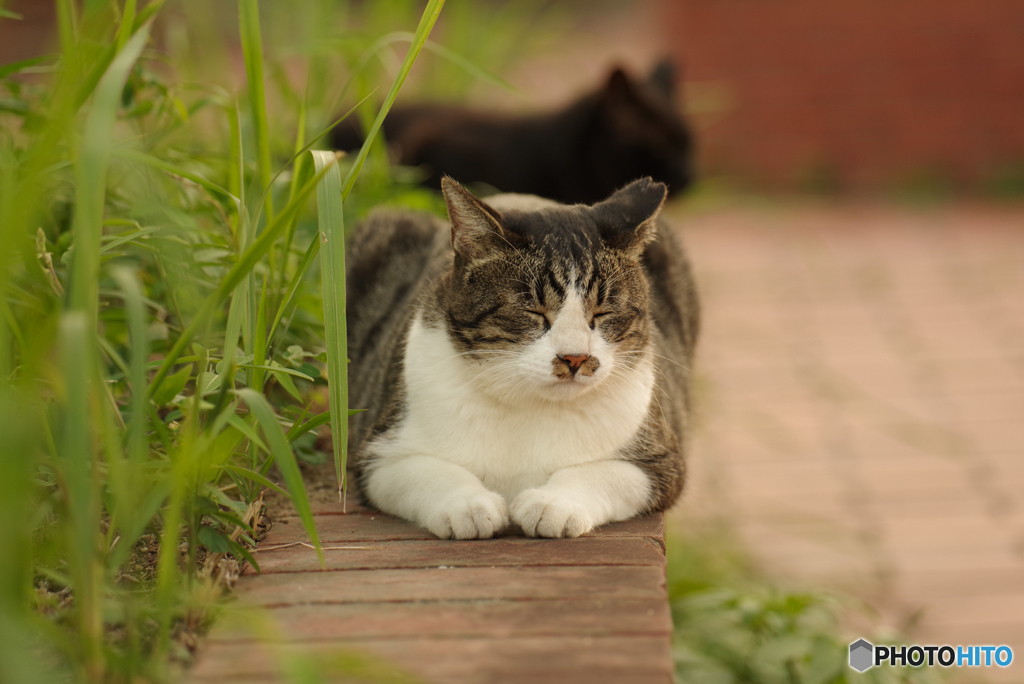 ねこ　その８４８