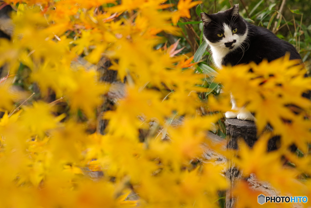 ねこ　その３９０