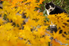 ねこ　その３９０