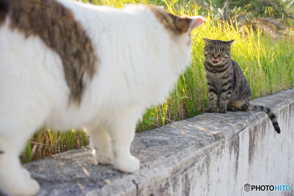 ねこ　その９５７