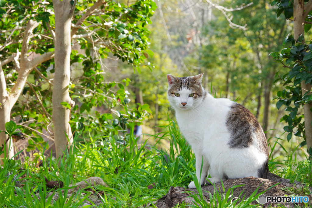 ねこ　その５６２