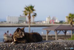 ねこ　その６０３