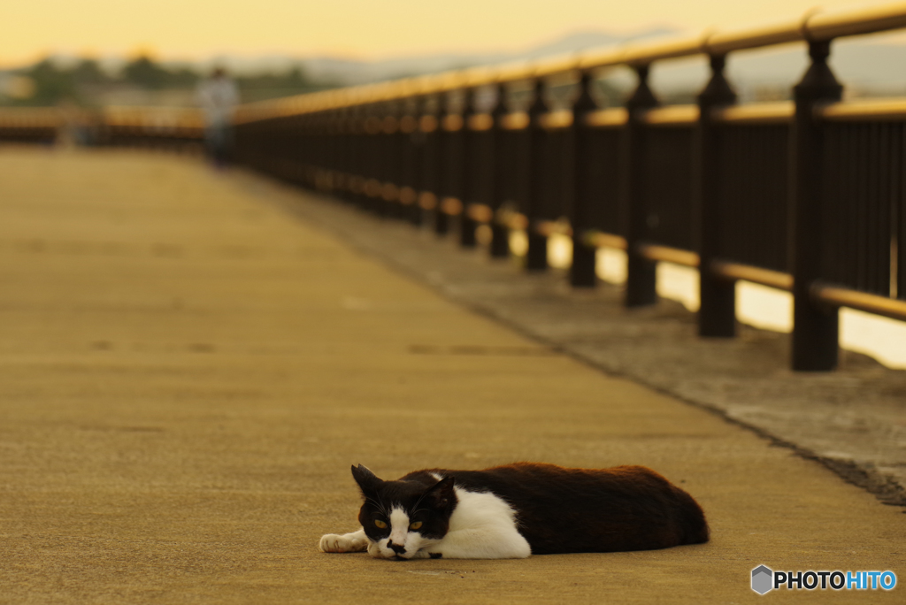 ねこ　その７５１