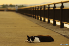 ねこ　その７５１